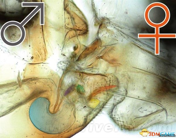 科学家发现性器官颠倒的昆虫：持续交配70个小时